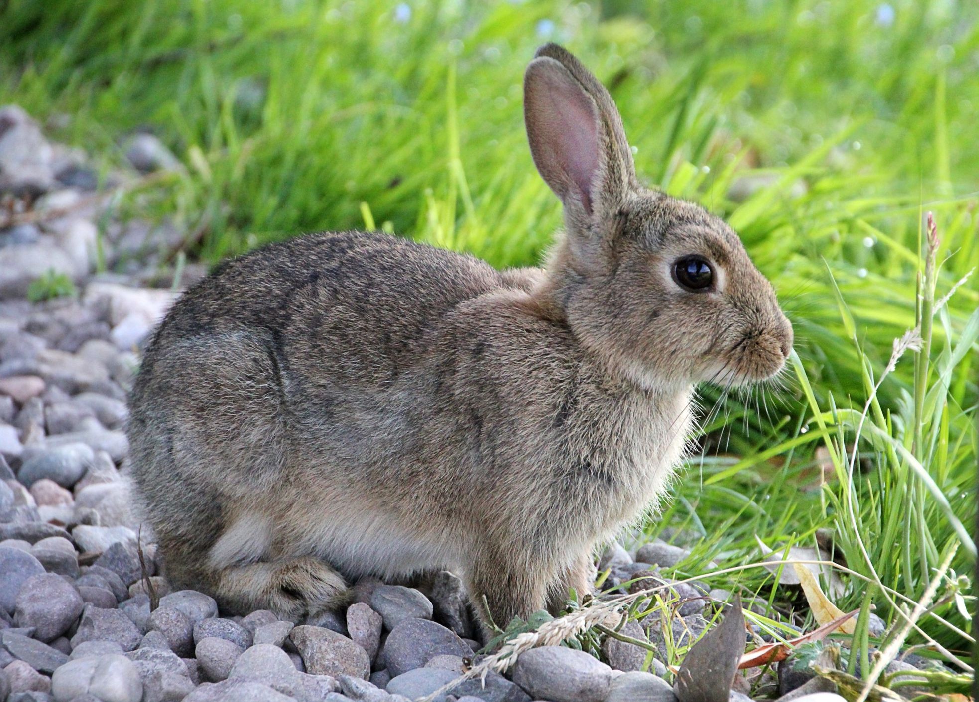 Земляной кролик фото