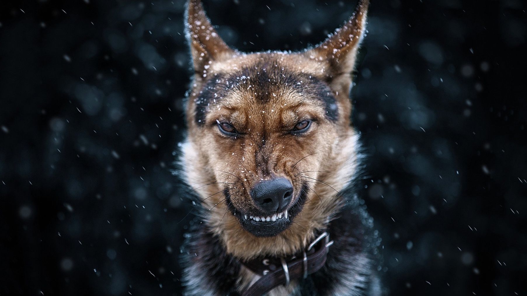 Агрессивный волк красивые фото и картинки