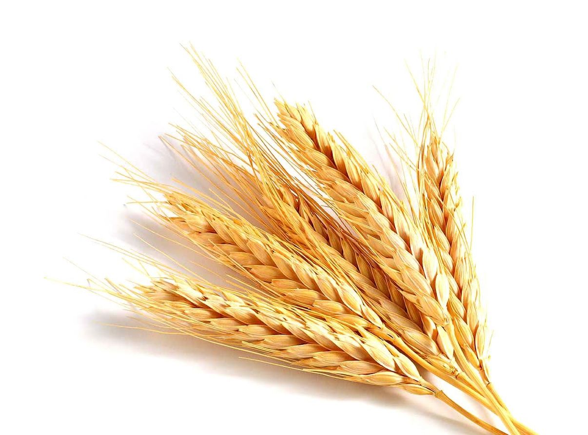 Колосья Пшеницы