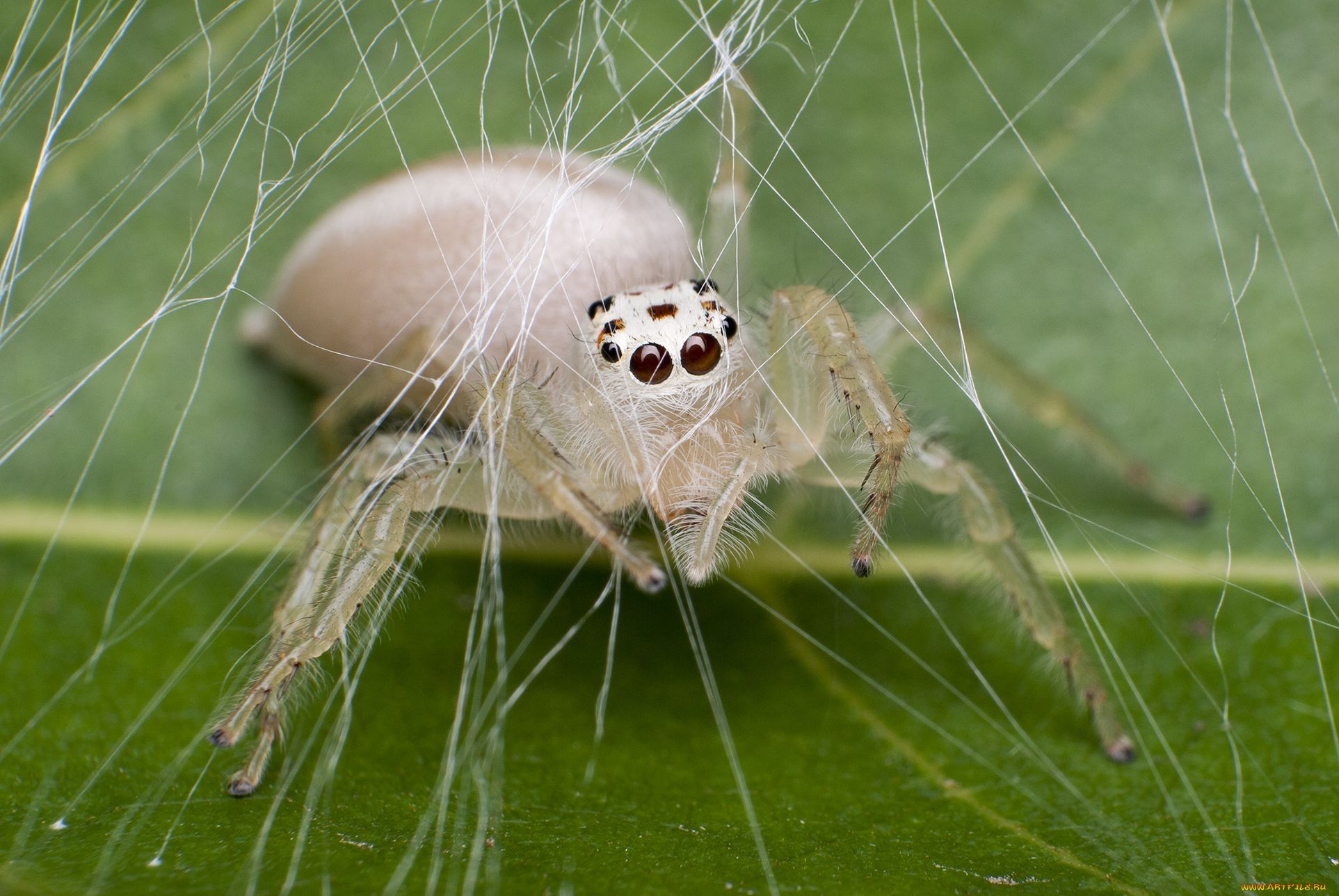 Белый паук в Подмосковье фото