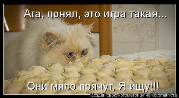 Смешные фото котов с надписями (205 фото)