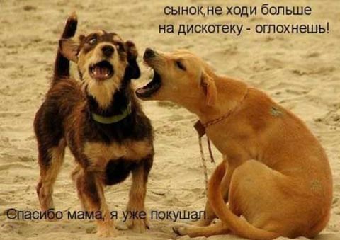 Смешные картинки с собаками с надписями (45 фото)
