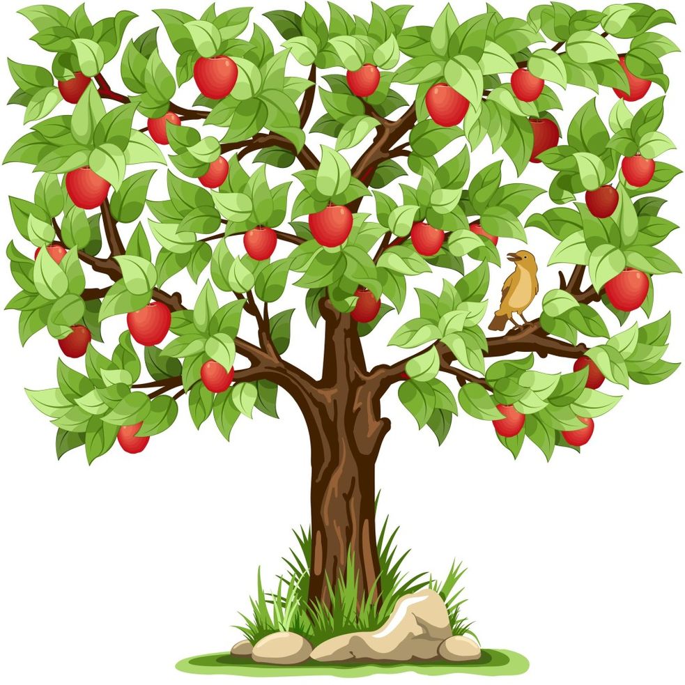 Яблоня с яблоками картинки для детей