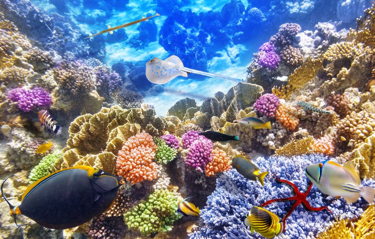 Картинка на дне моря. Морской парк на рифах Туббатаха. Подводный риф риф. Морской заповедник Саут-Уотер-Кей,. Коралловый риф Бора Бора.
