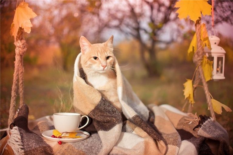 Фото Осенние Цветы И Кофе