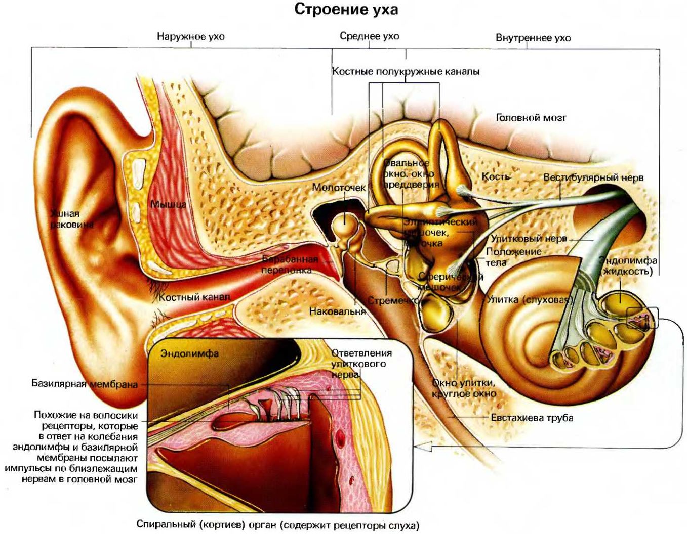 Схематическое строение внутреннего уха