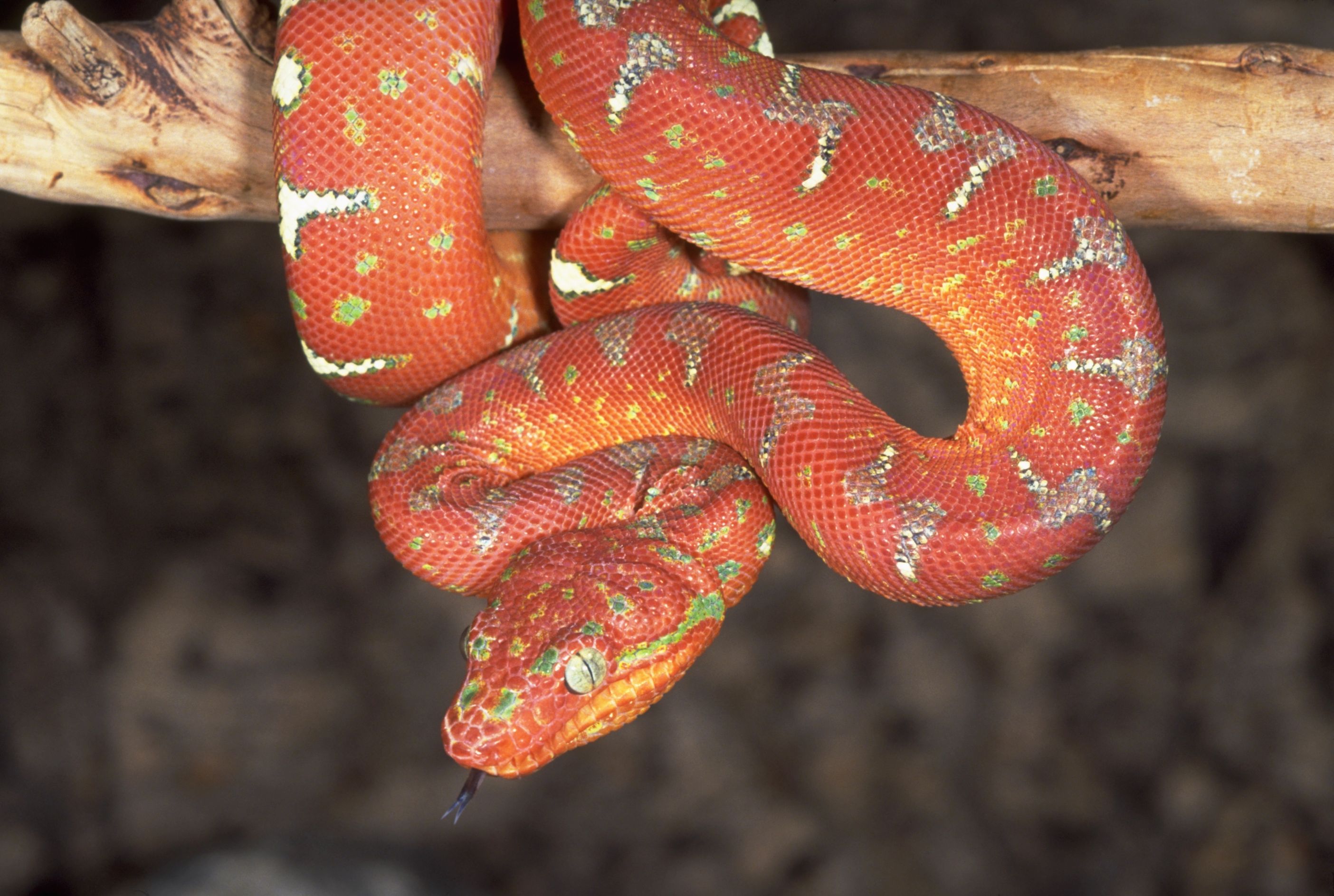 Красный питон змея