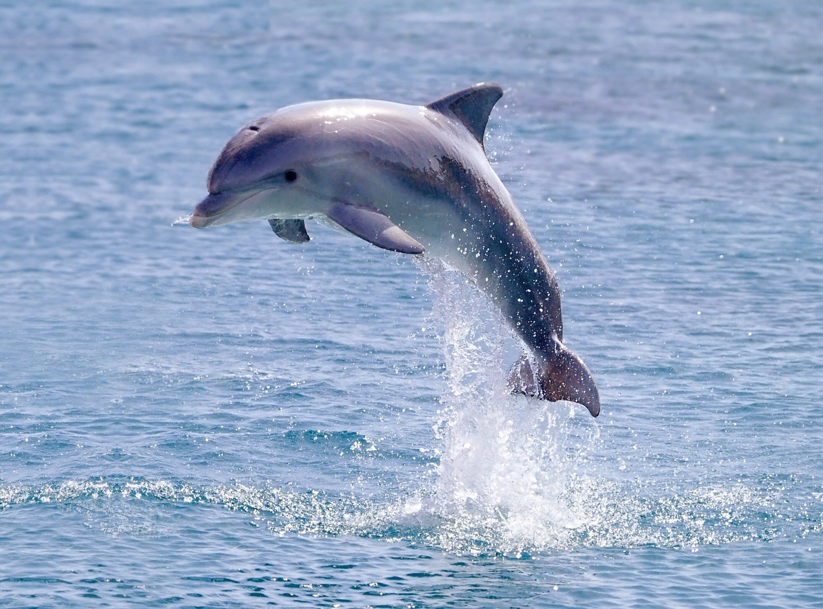 Дельфин выпрыгивает из воды фото