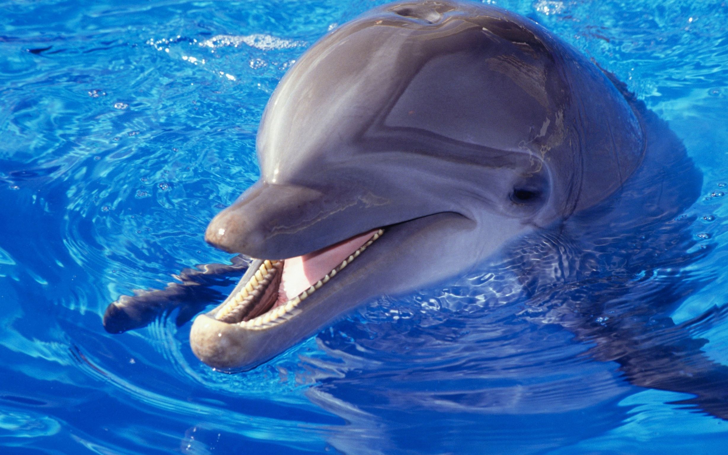 Дельфины заставка на айфон