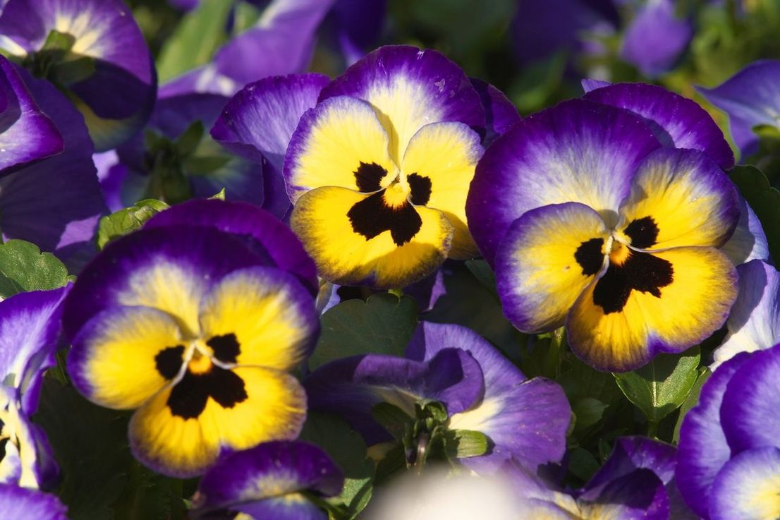 Какие бывают фиолетовые цветы название и фото