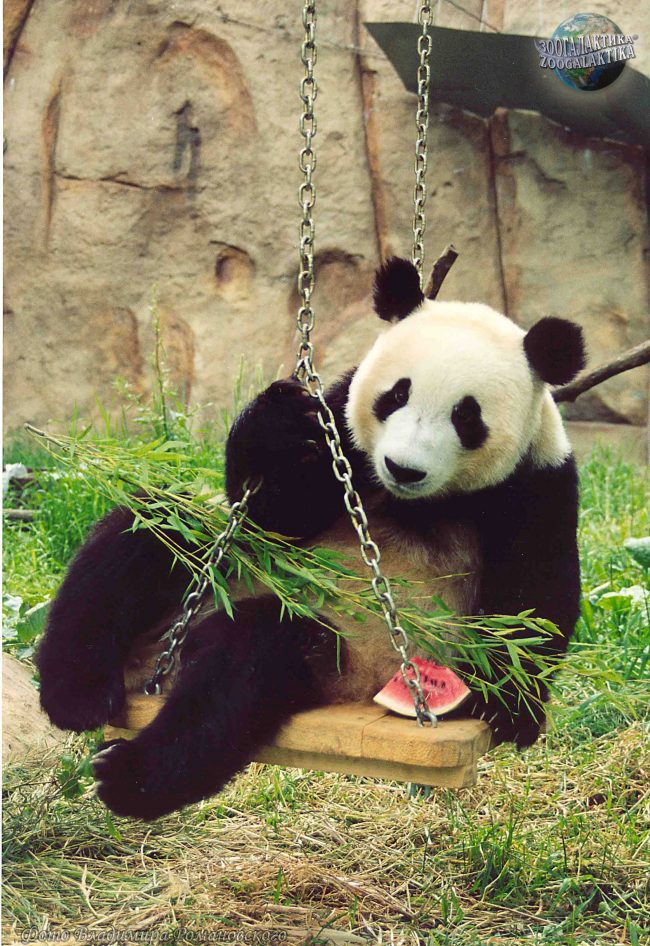 панда для майнинга