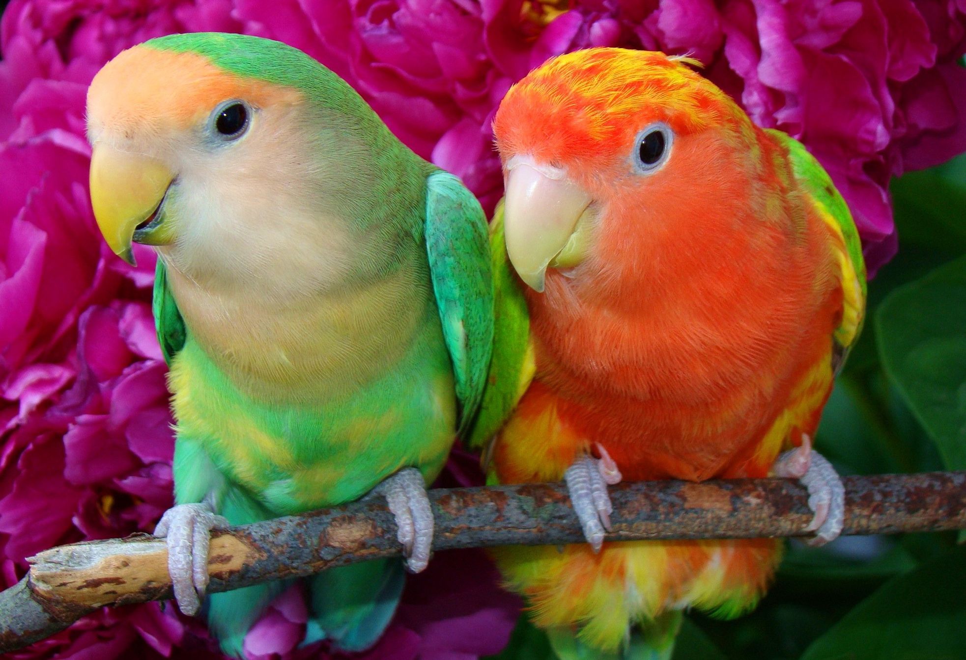 Попугаи неразлучники оранжевый