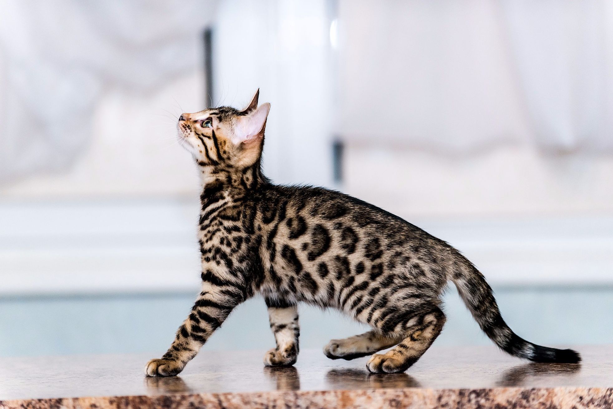 Рассмотрите фотографию пятнистой кошки породы бенгальская. Бенгальская кошка. Бенгальский. Бенгальская леопардовая кошка. Бенгальский кот котенок.