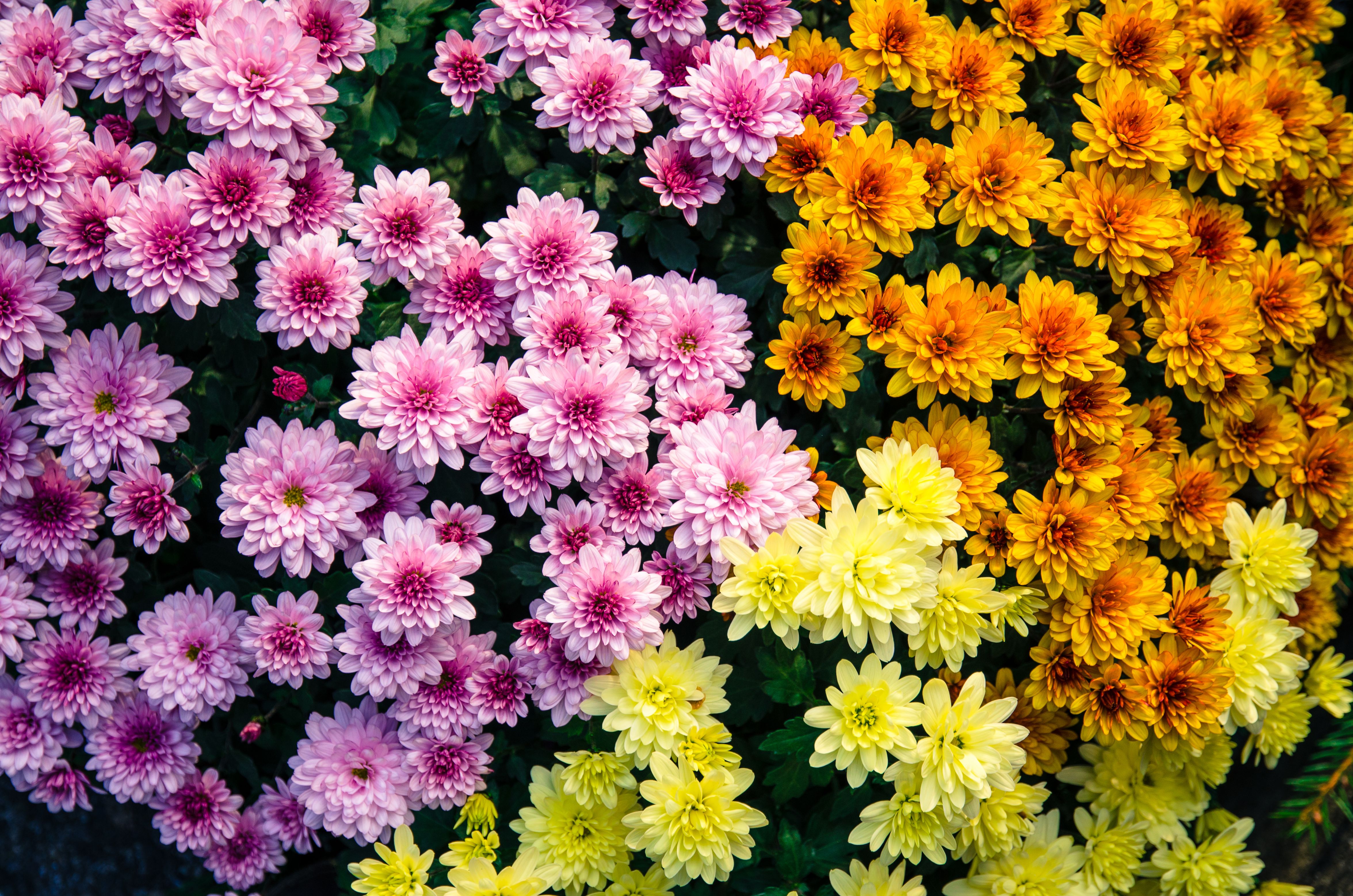 хризантемы крупным планом фото