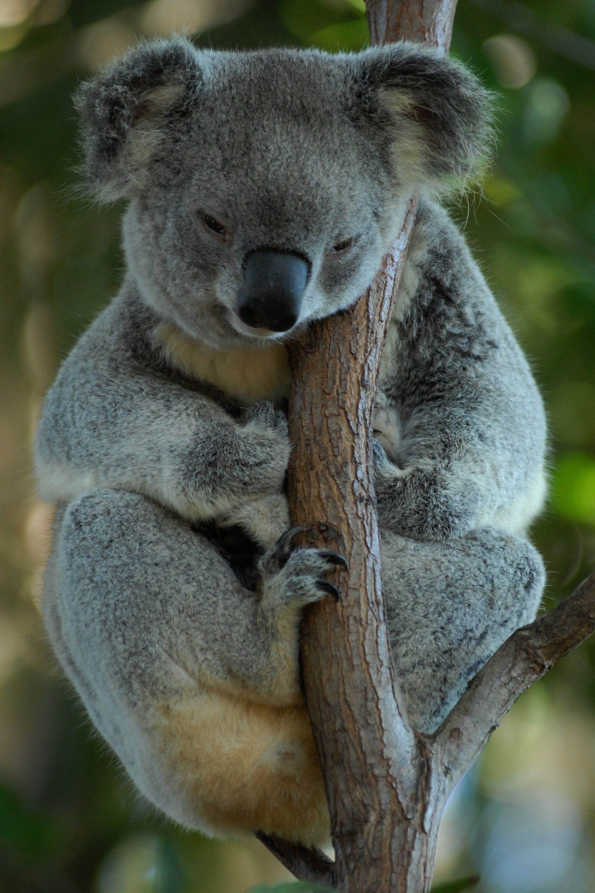 Коала природе. Мишка коала. Коала сумчатое. Сумчатый мишка коала. Сумчатый медведь коала Австралия.