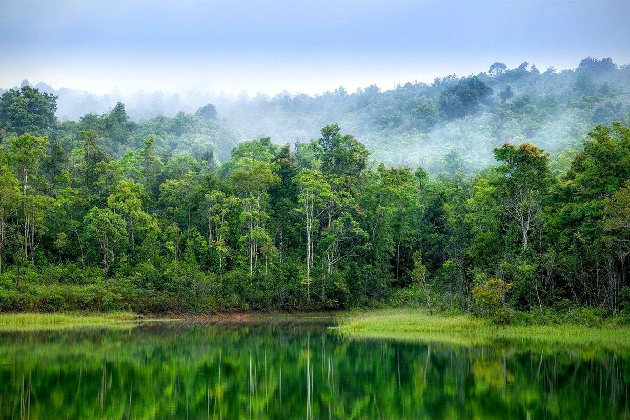 Тропические джунгли Таиланд