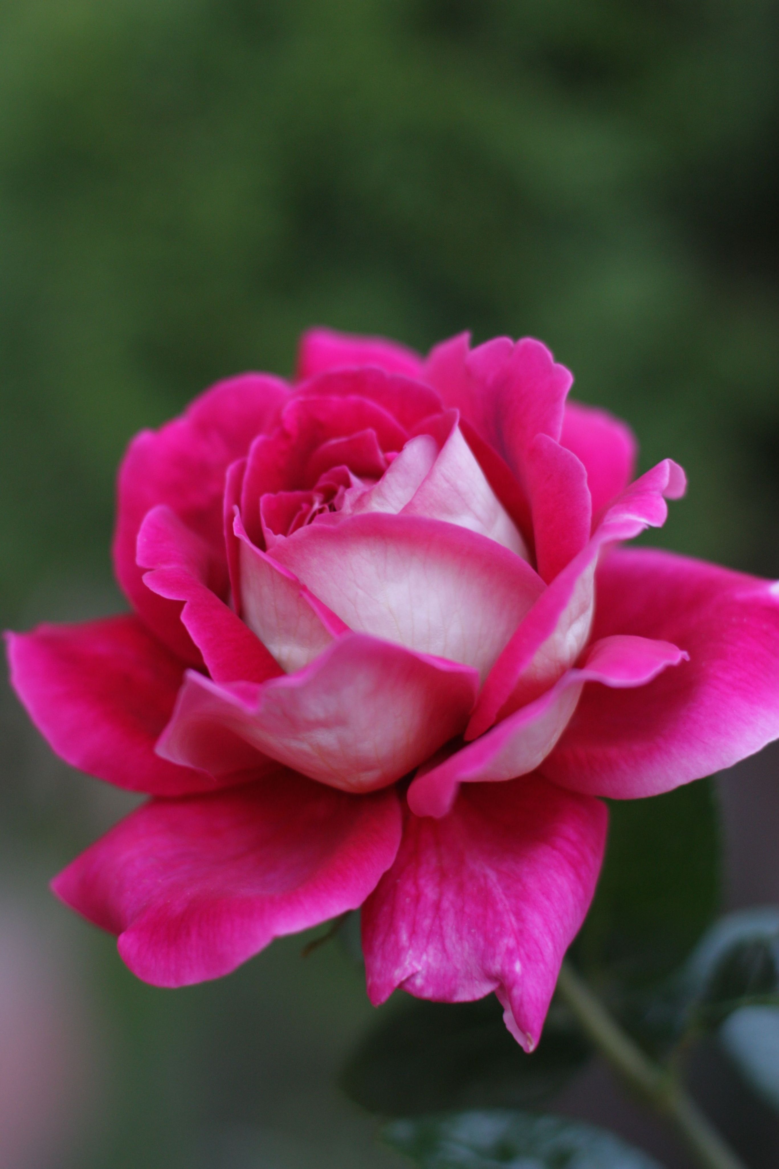 Розовые луговые цветы фото