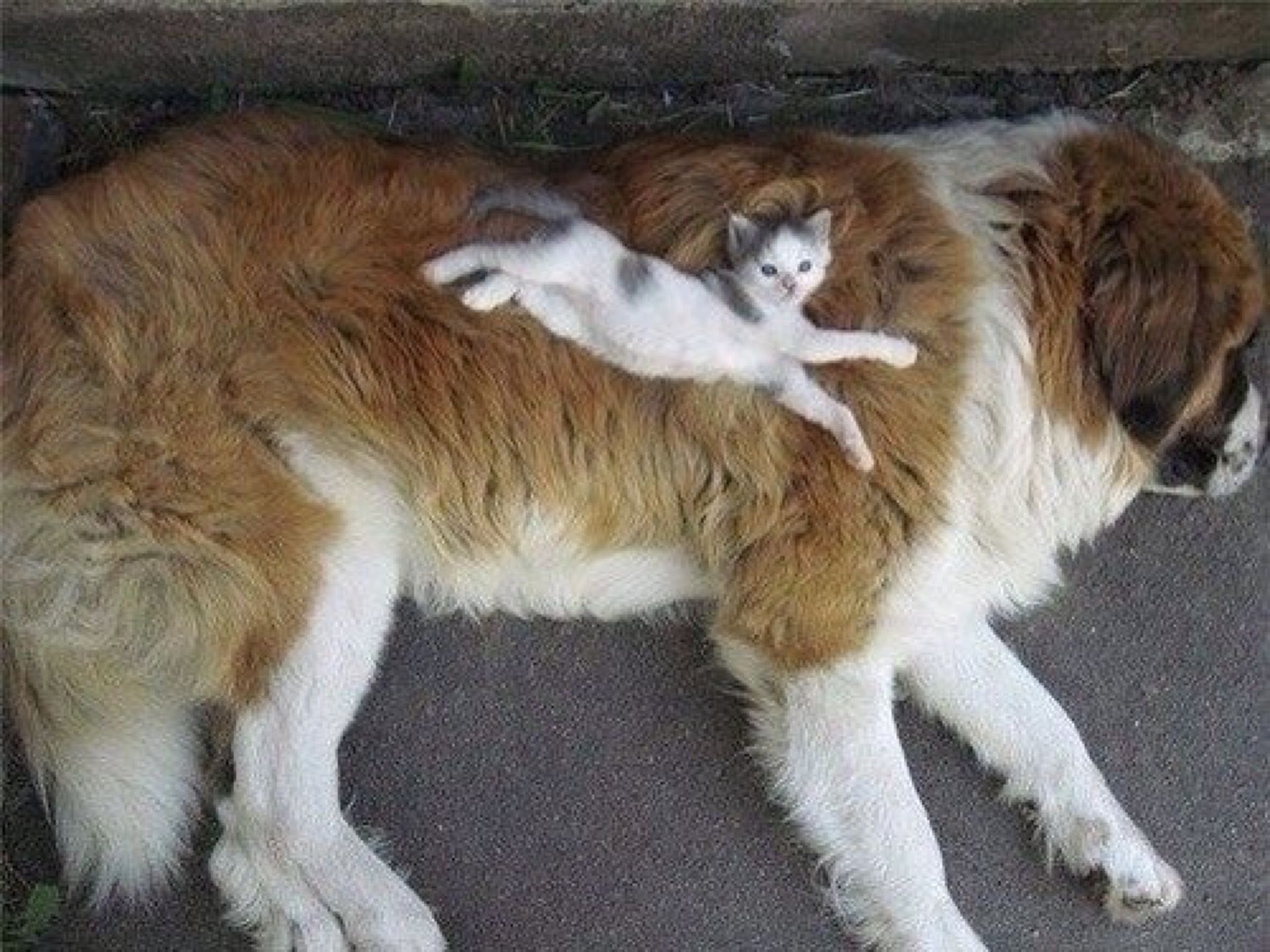 Почему мама собака. Гигантские кошки и собаки. Кот и собака дружат. Дружба кошки и собаки. Сенбернар и кот.