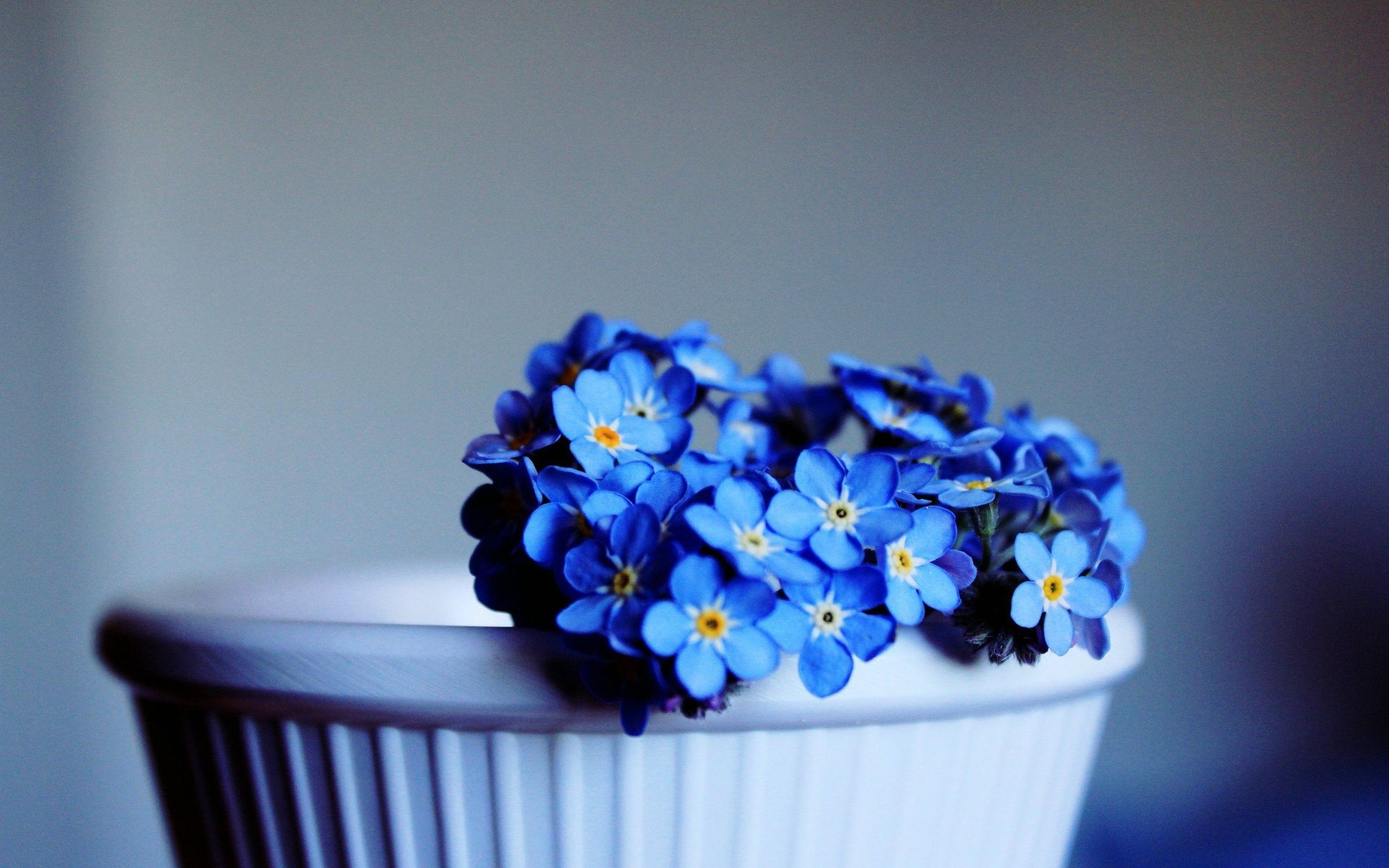 Синие цветы в горшке