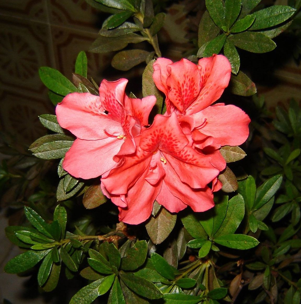 фотографию цветка азалии