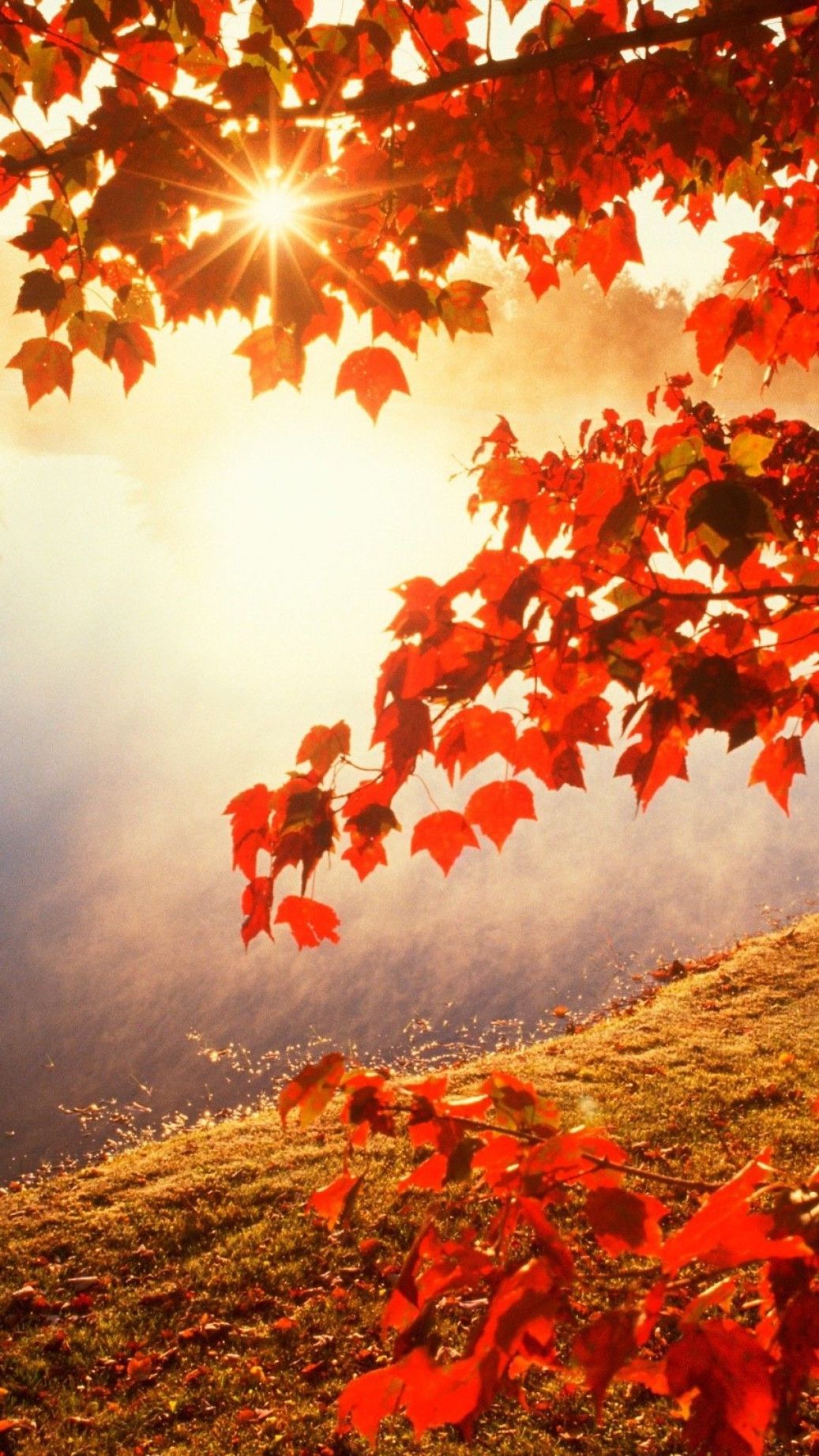 осенний листопад картинки с добрым утром