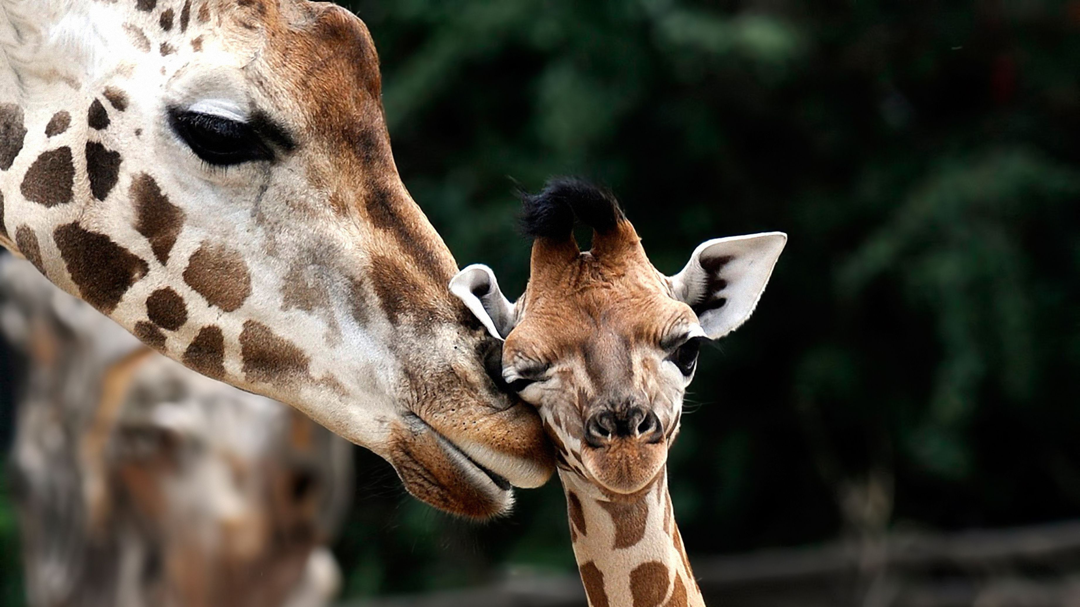 Сколько всего детенышей жирафа родилось за два. Животные. Жираф. Жираф с детенышем. Зубы жирафа.