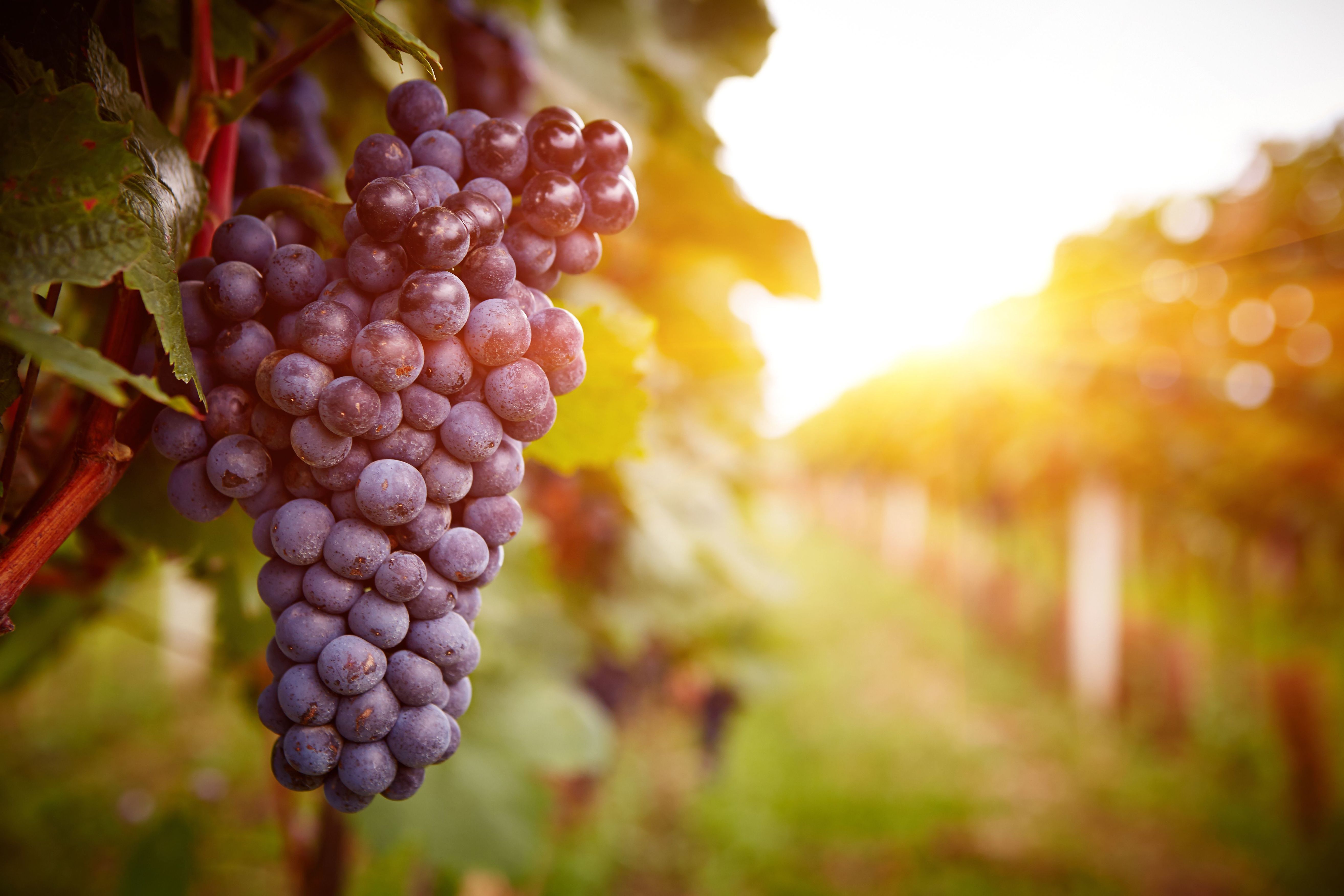 Картинки осень виноград. Кахет виноград. Армения виноград гроздь вино. Осенний виноград. Гроздь Виноградная.