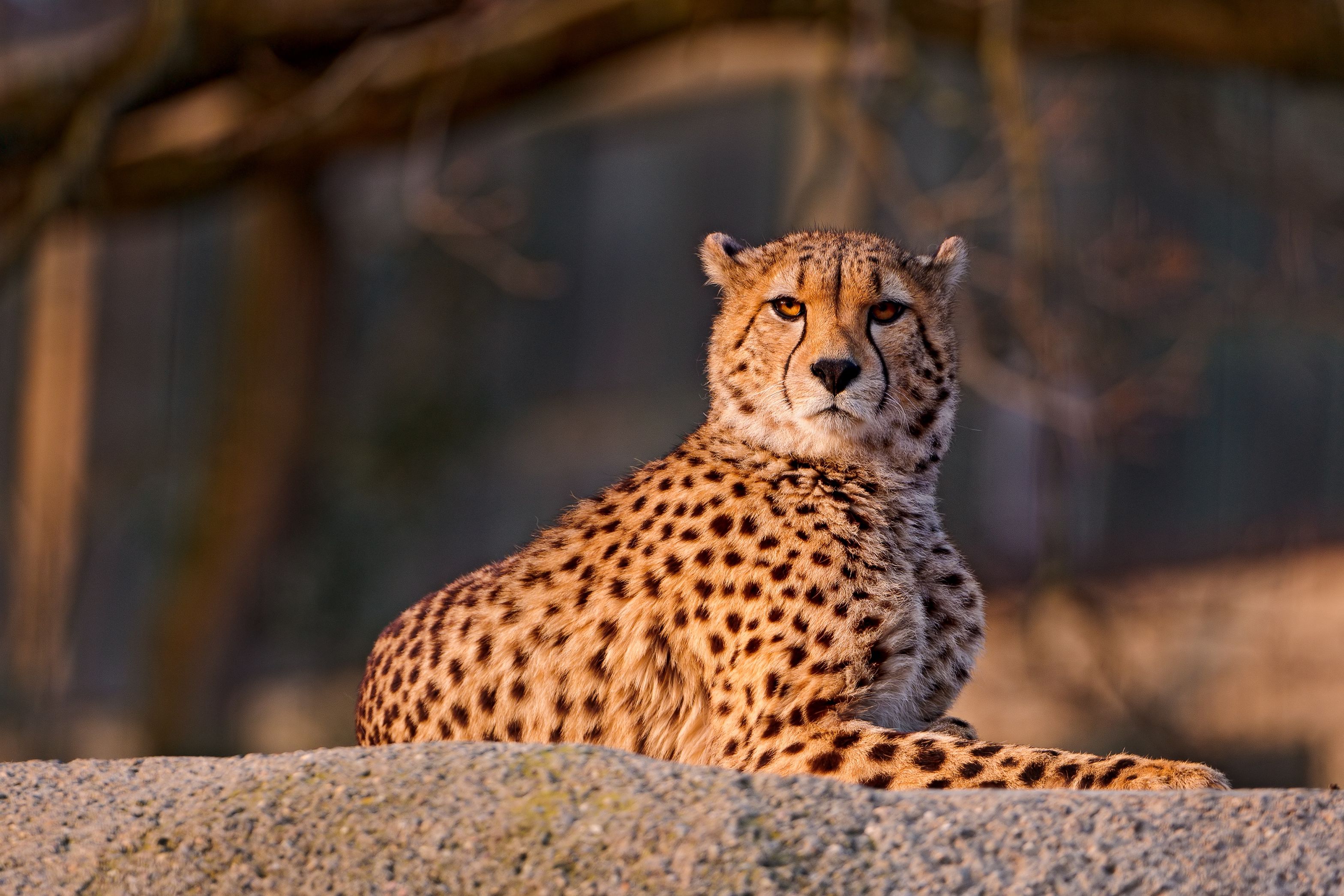 Cheetah_