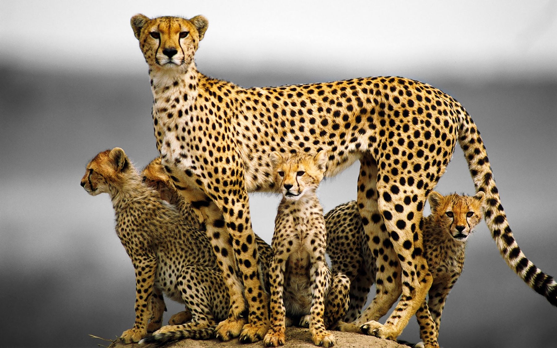 Cheetah_