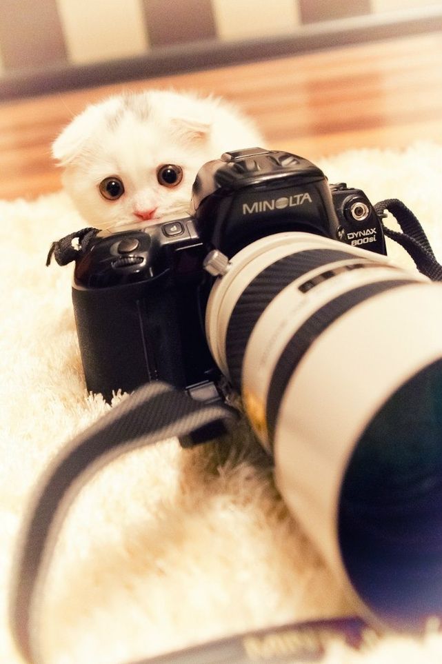 Клевые классные. Животные с фотоаппаратом. Котик с фотоаппаратом. Милые животные с фотоаппаратом. Классный фотоаппарат.