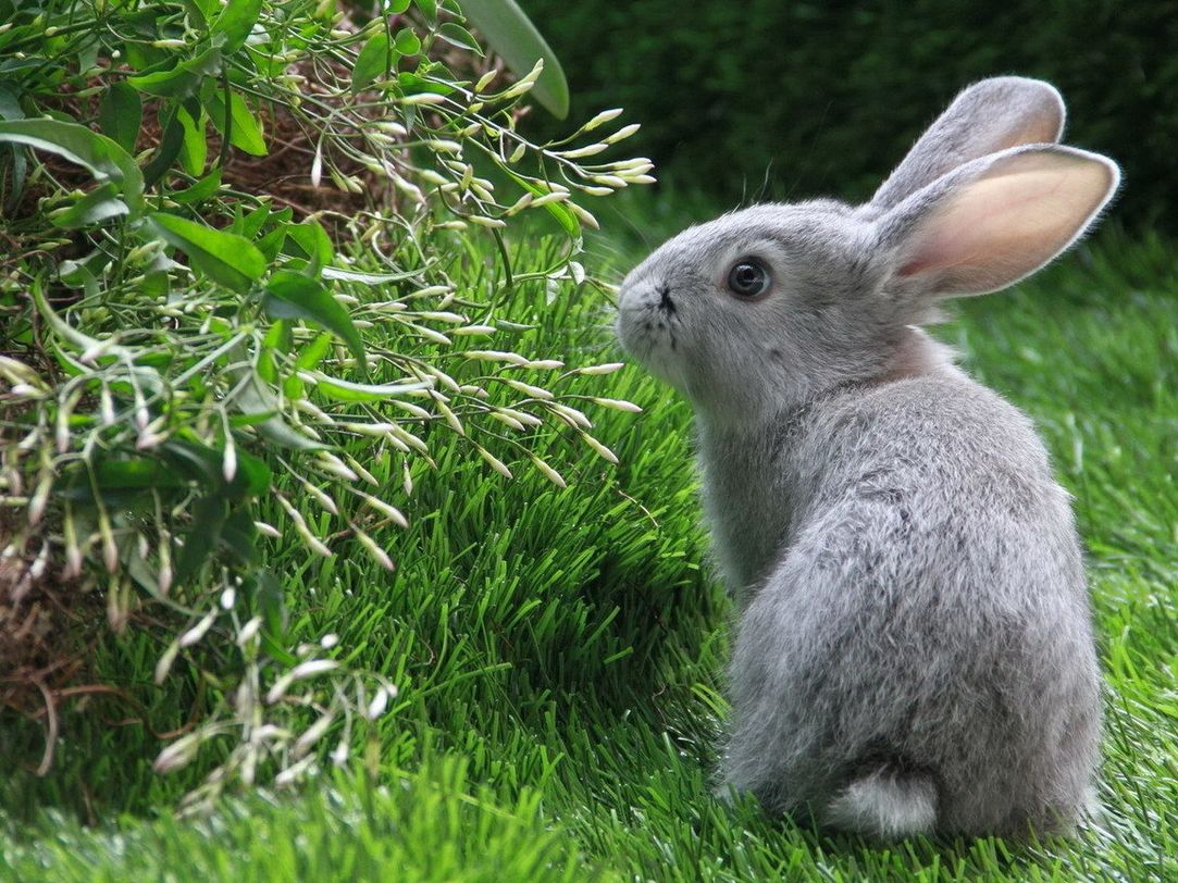 Кролик заяц фото