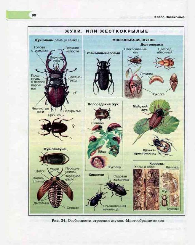 Виды насекомые список
