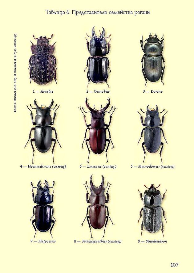 Большие жуки подмосковья фото с названиями