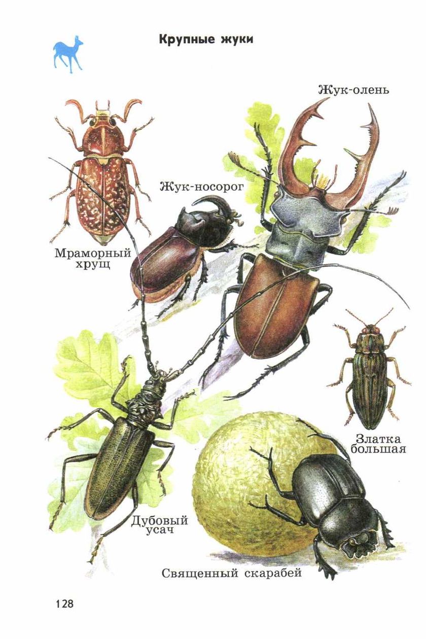 жуки и их названия фото
