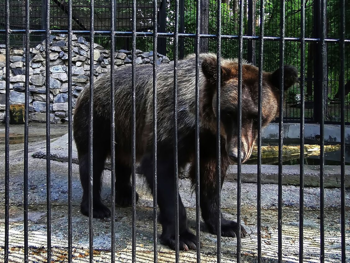 Звери в новосибирском зоопарке
