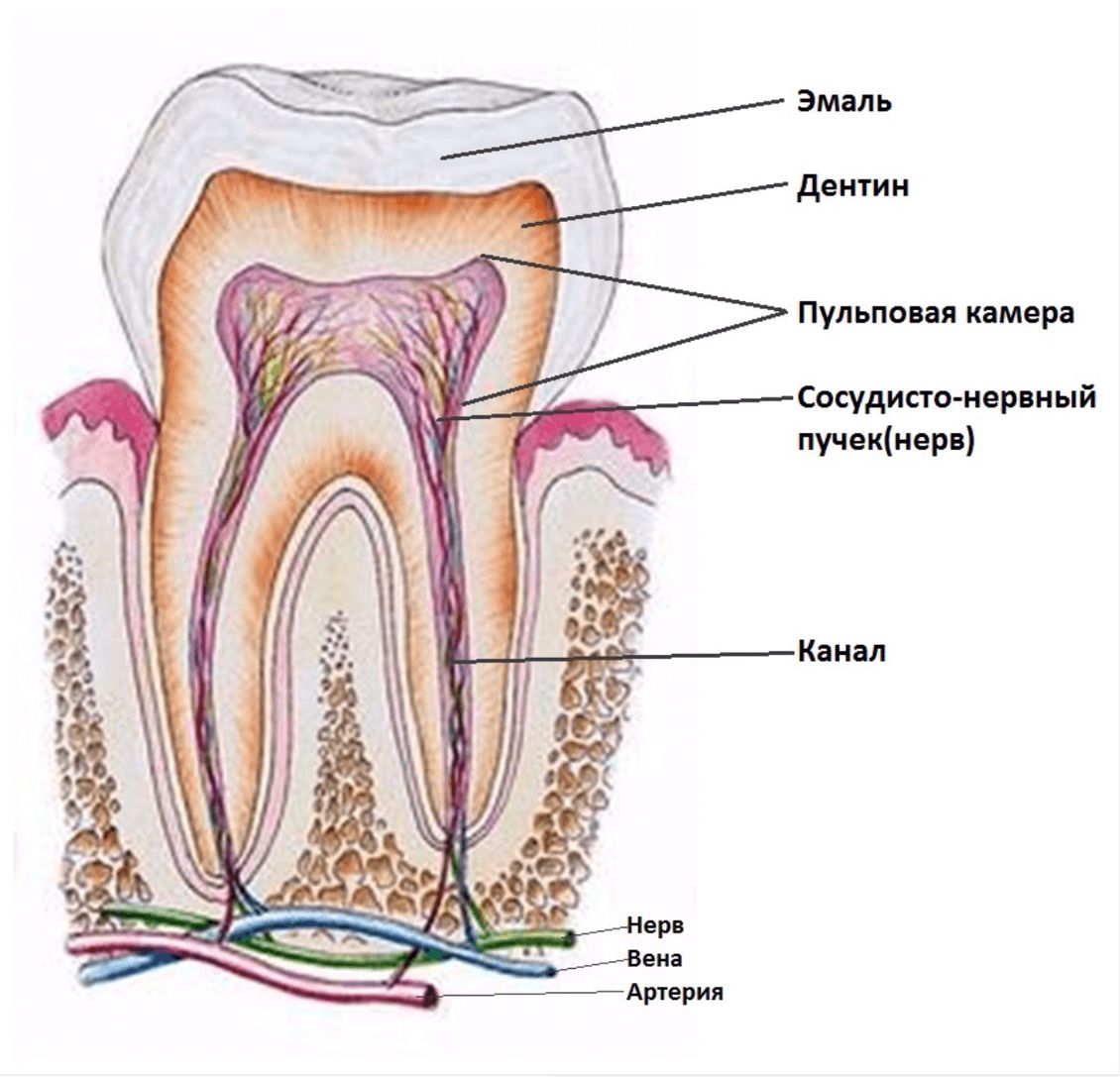 Зубной нерв строение зуба