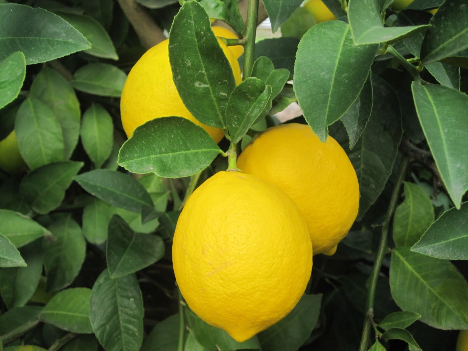 Лимон обыкновенный (Citrus Limon)