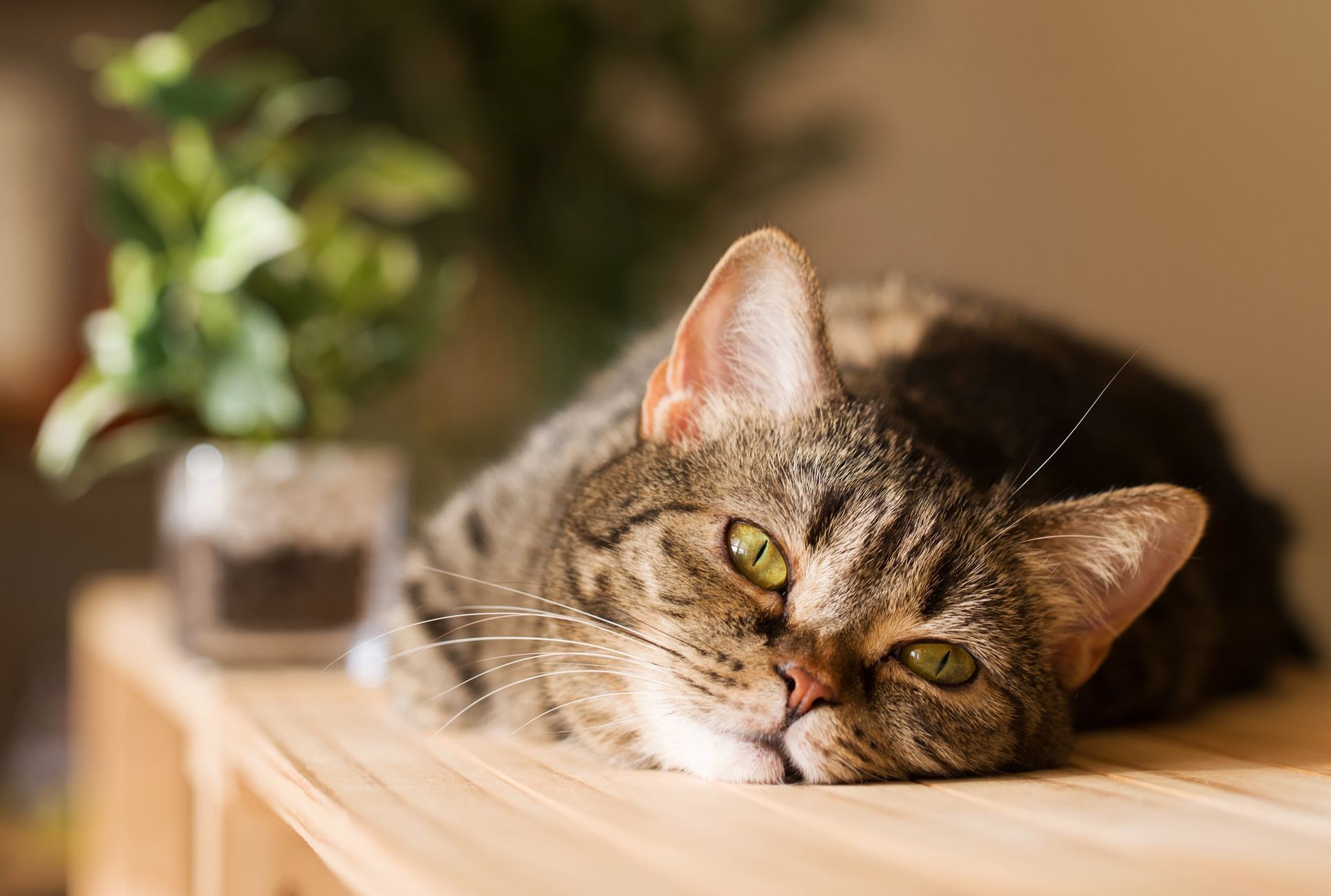 Прекрасная кошечка. Европейская короткошерстная кошка. Красивый кот. Картинки на рабочий стол животные кошки. Обои на рабочий стол коты.