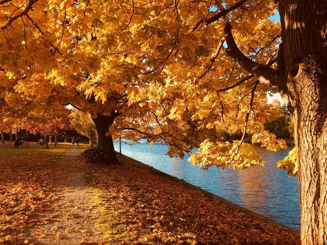 Осенний Листопад Фото Красивые