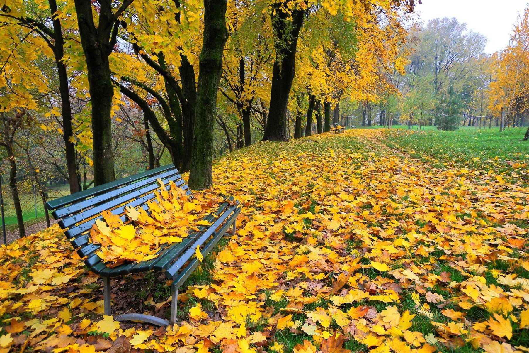 Куз 2. Осенний парк. Осенний листопад. Осень листопад. Осенний парк листопад.