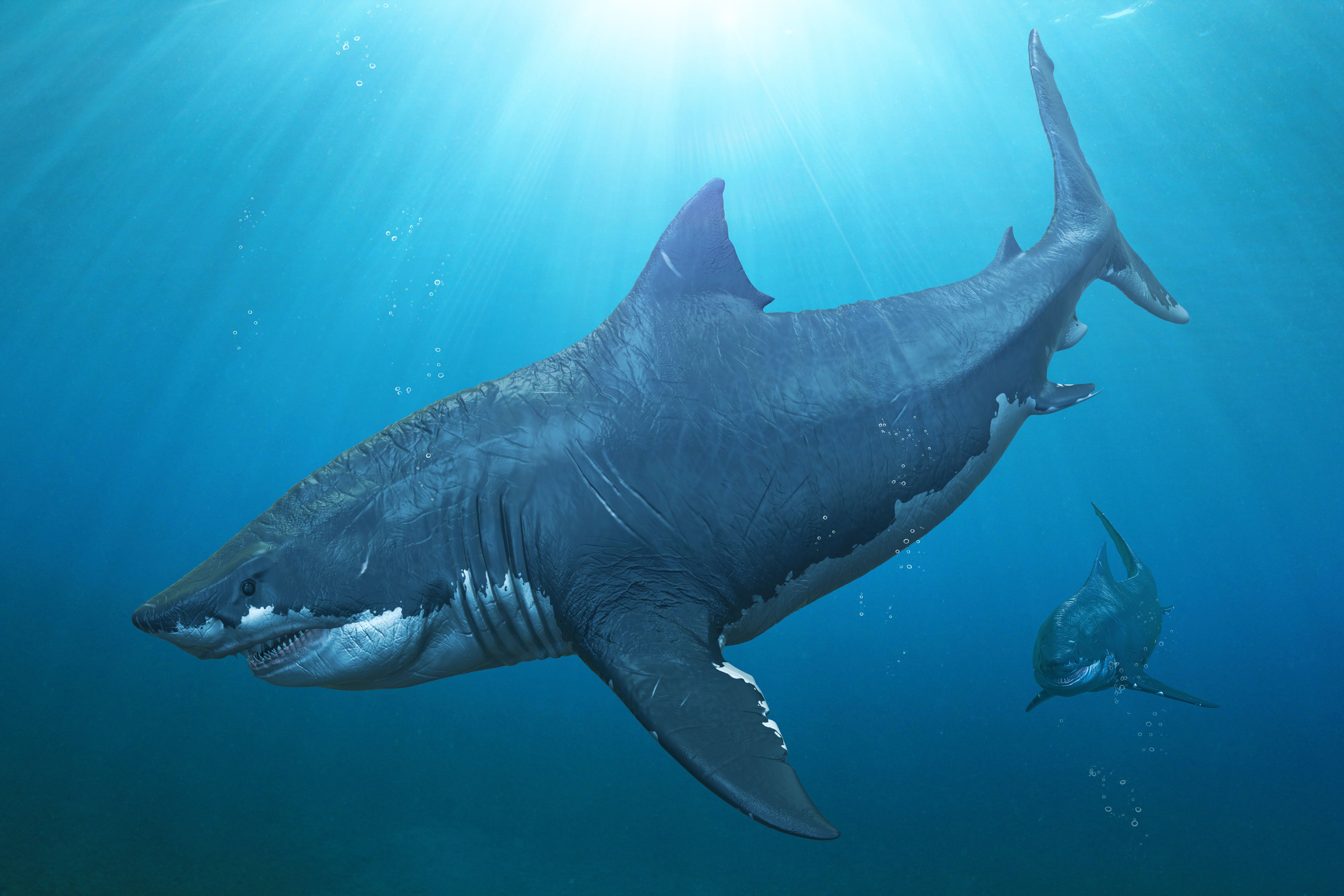 Самая большая акула в мире МЕГАЛОДОН