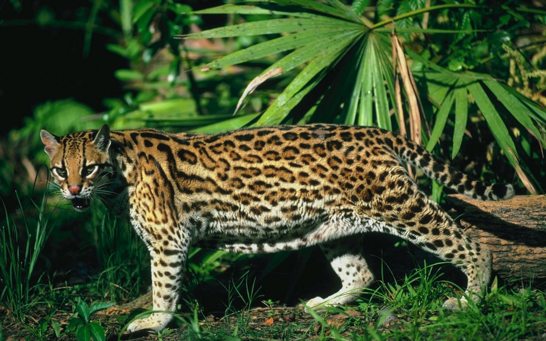 Карликовый леопард Оцелот