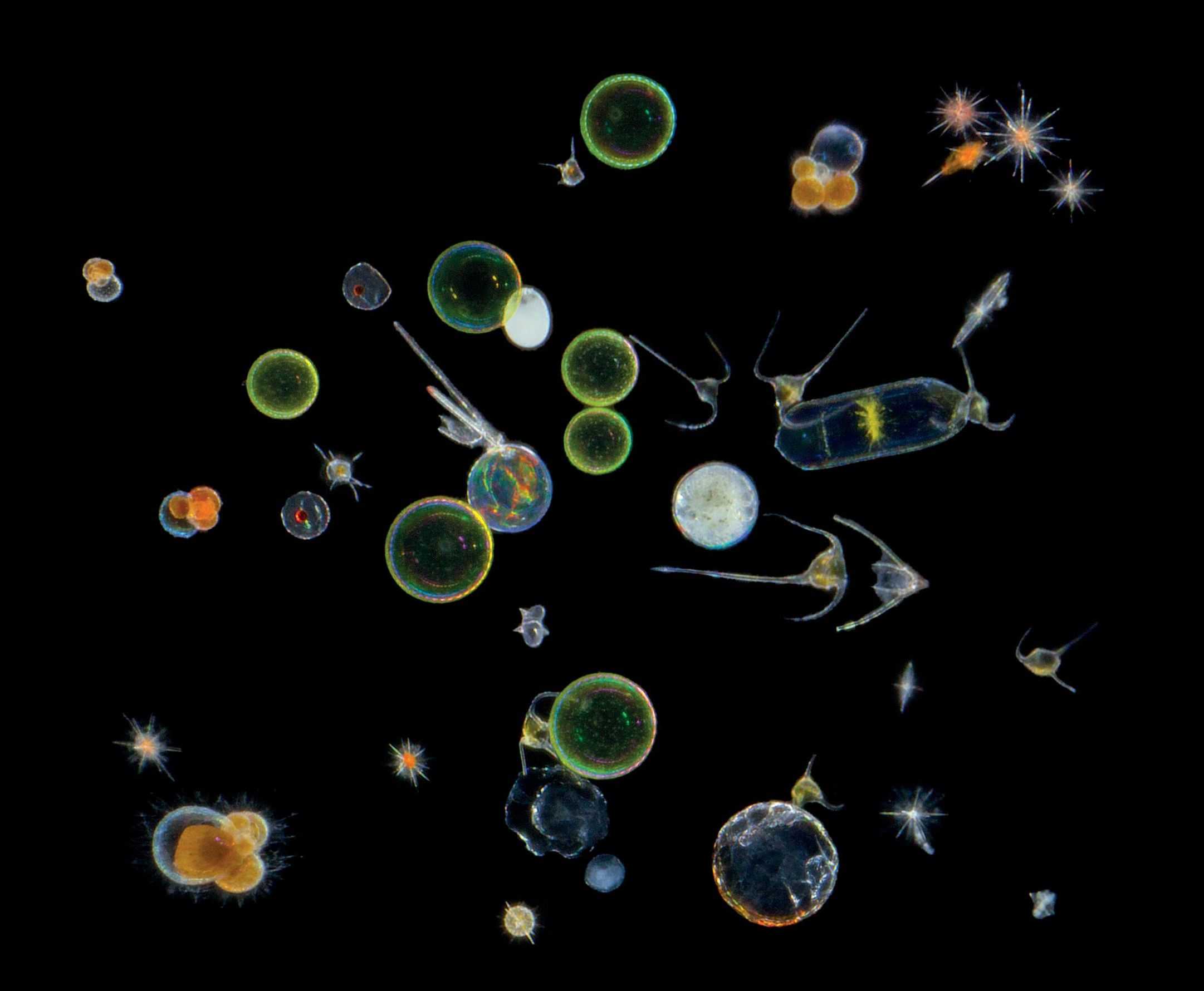 Фитопланктон питается