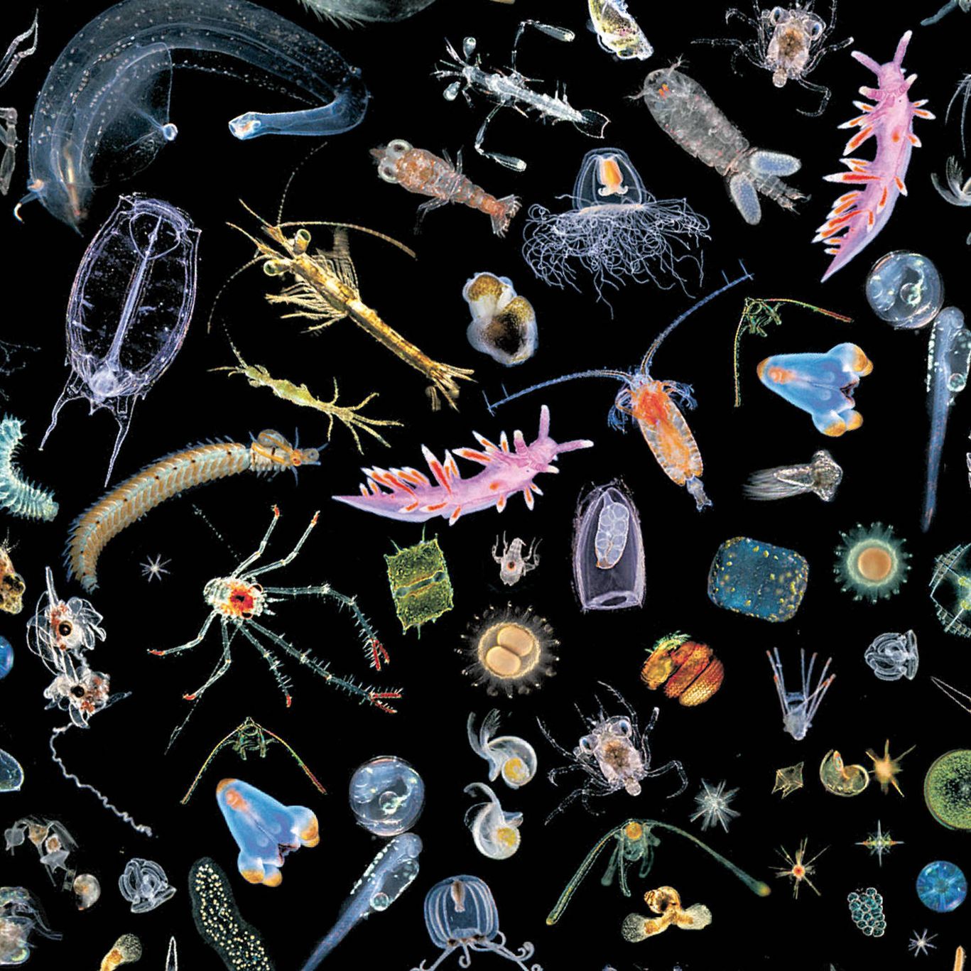 Зоопланктон рачки