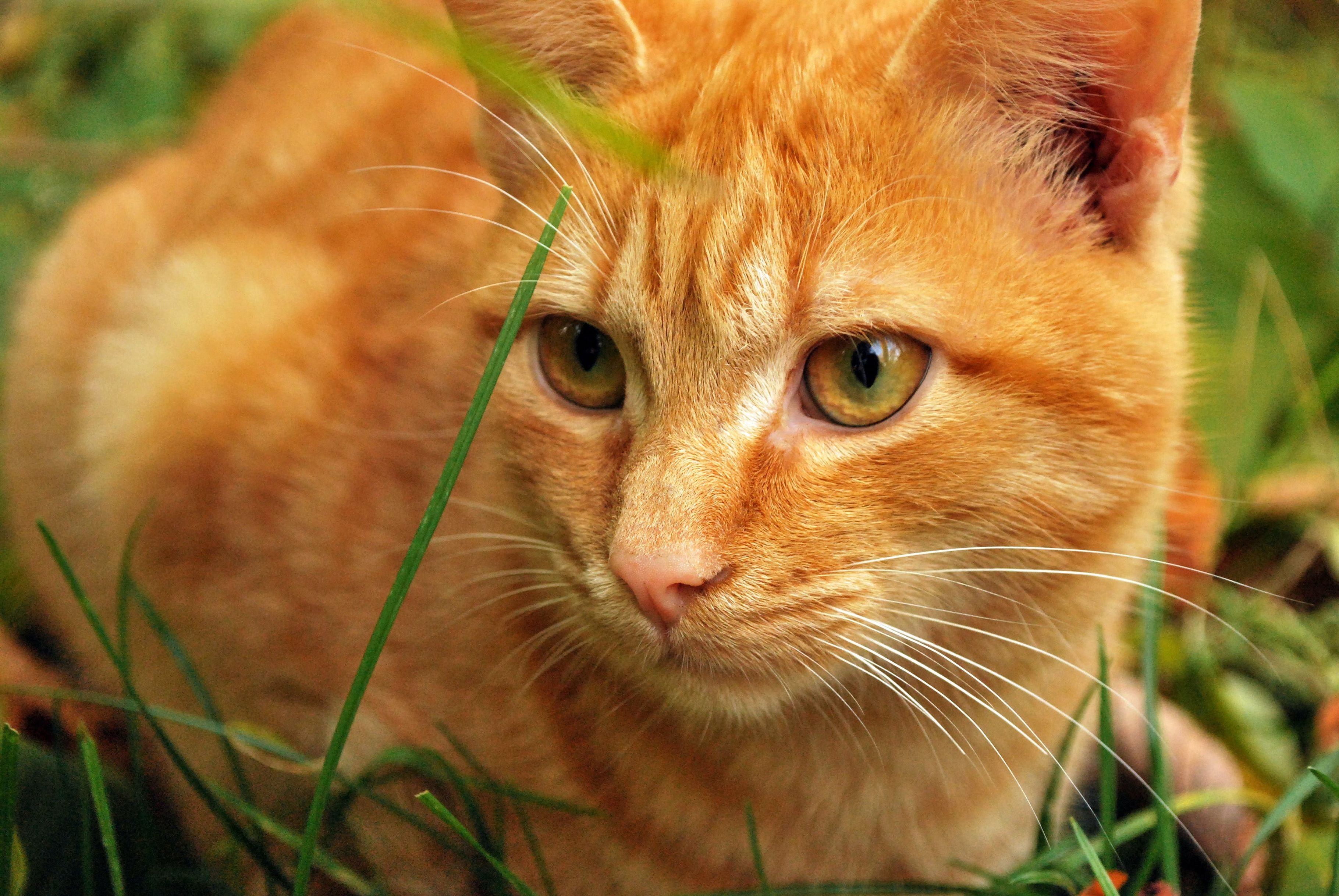 рыжие кошки фото красивые
