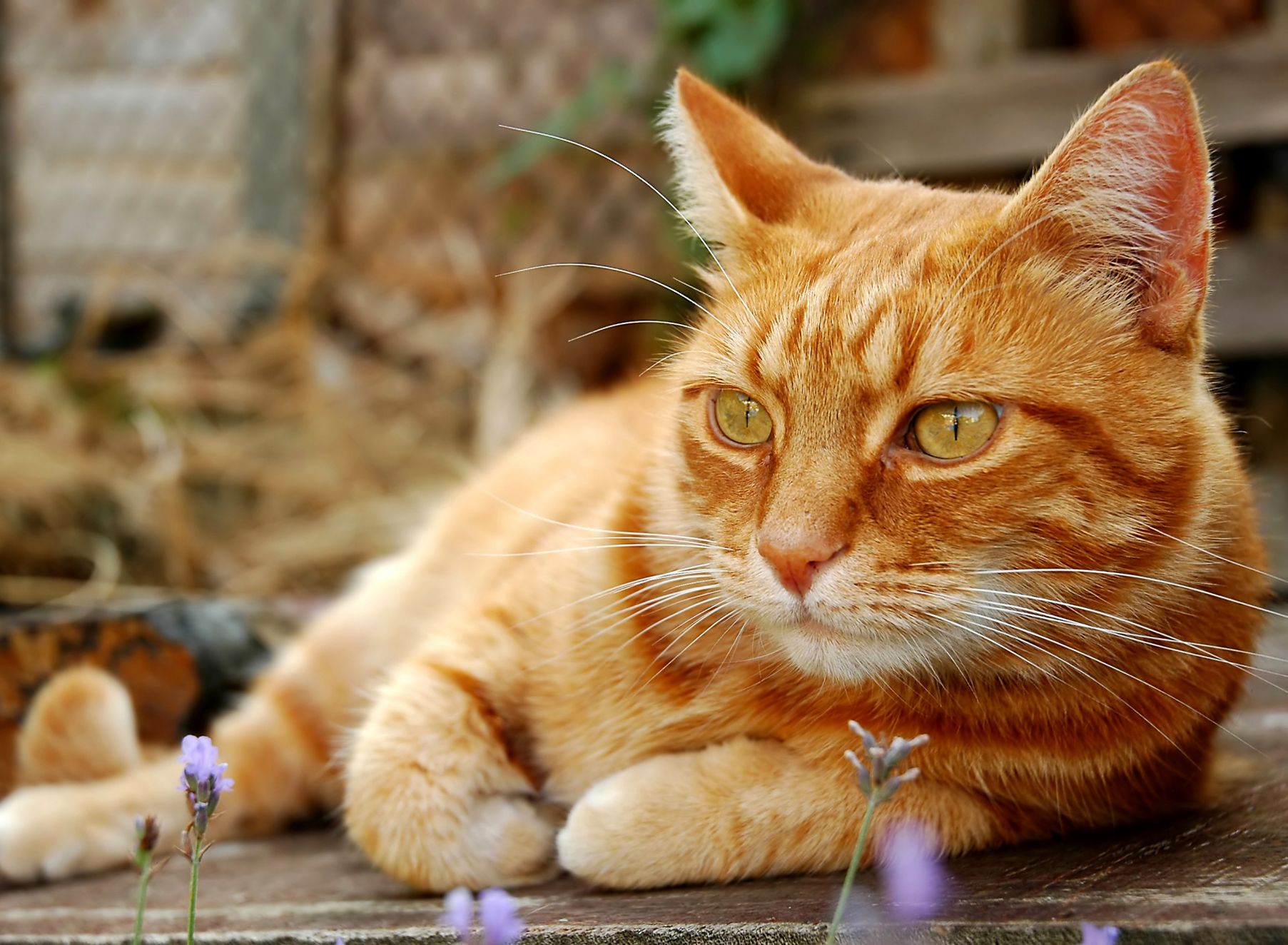 Фото рыжих котов беспородных