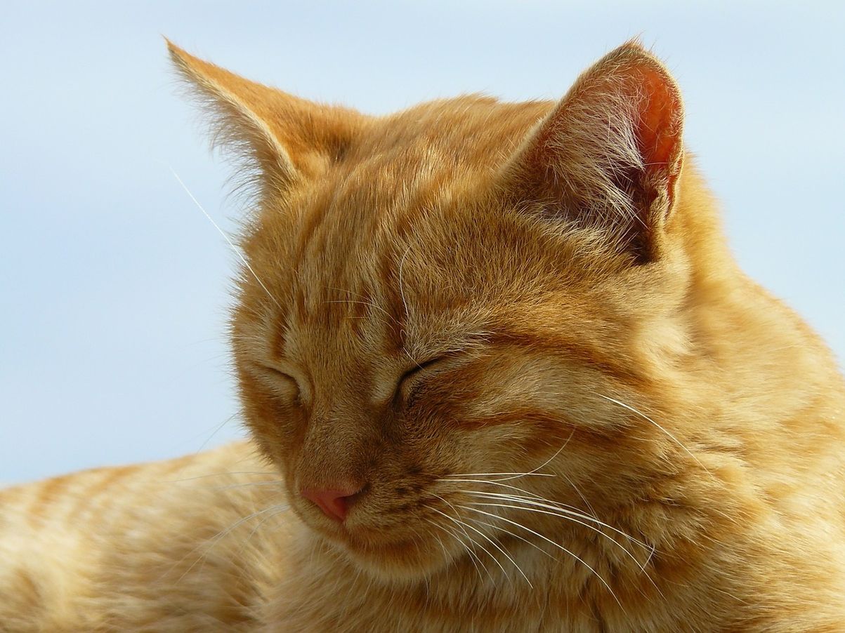 Рыжие Коты Фото Скачать