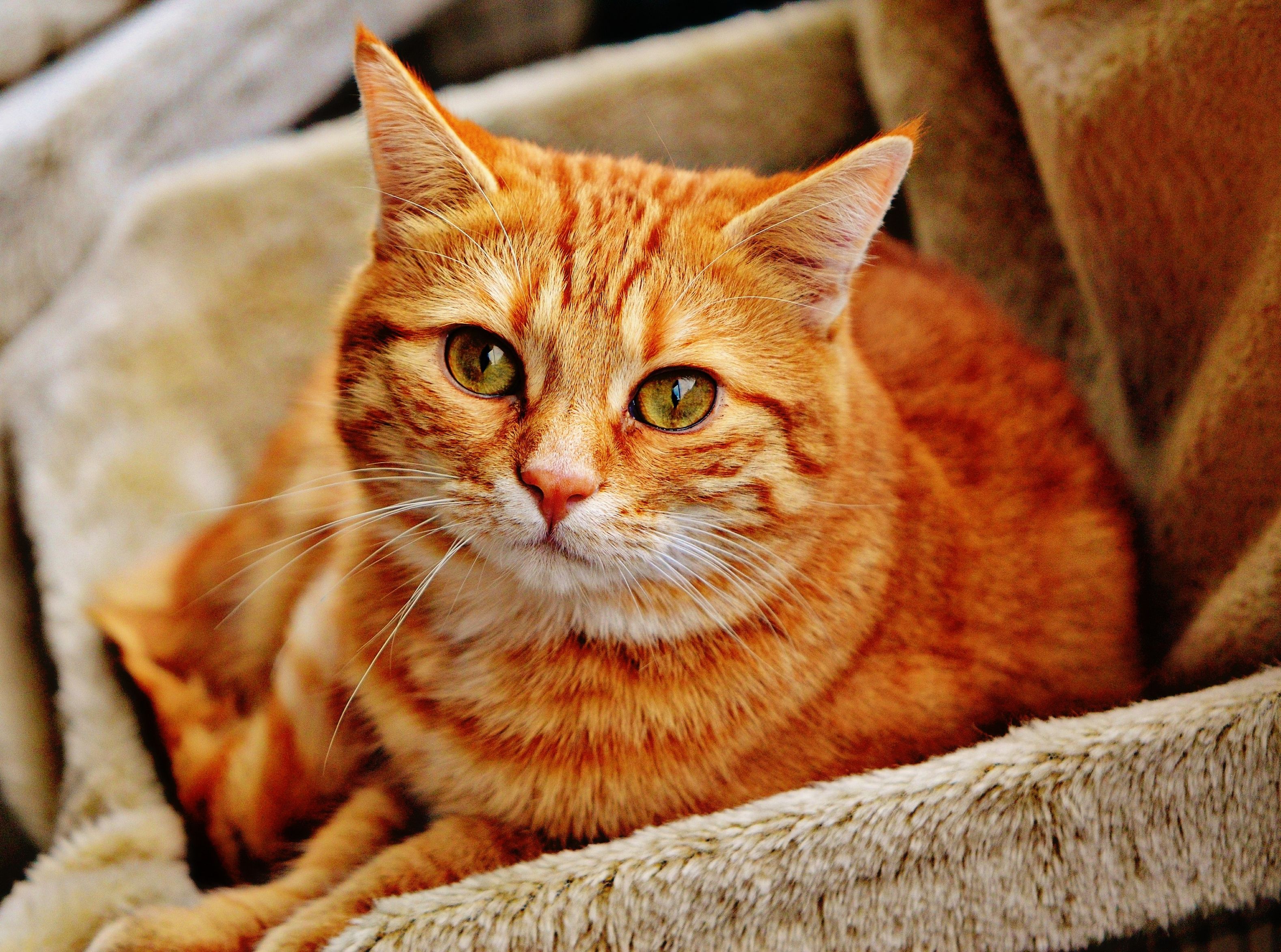 большой рыжий кот фото