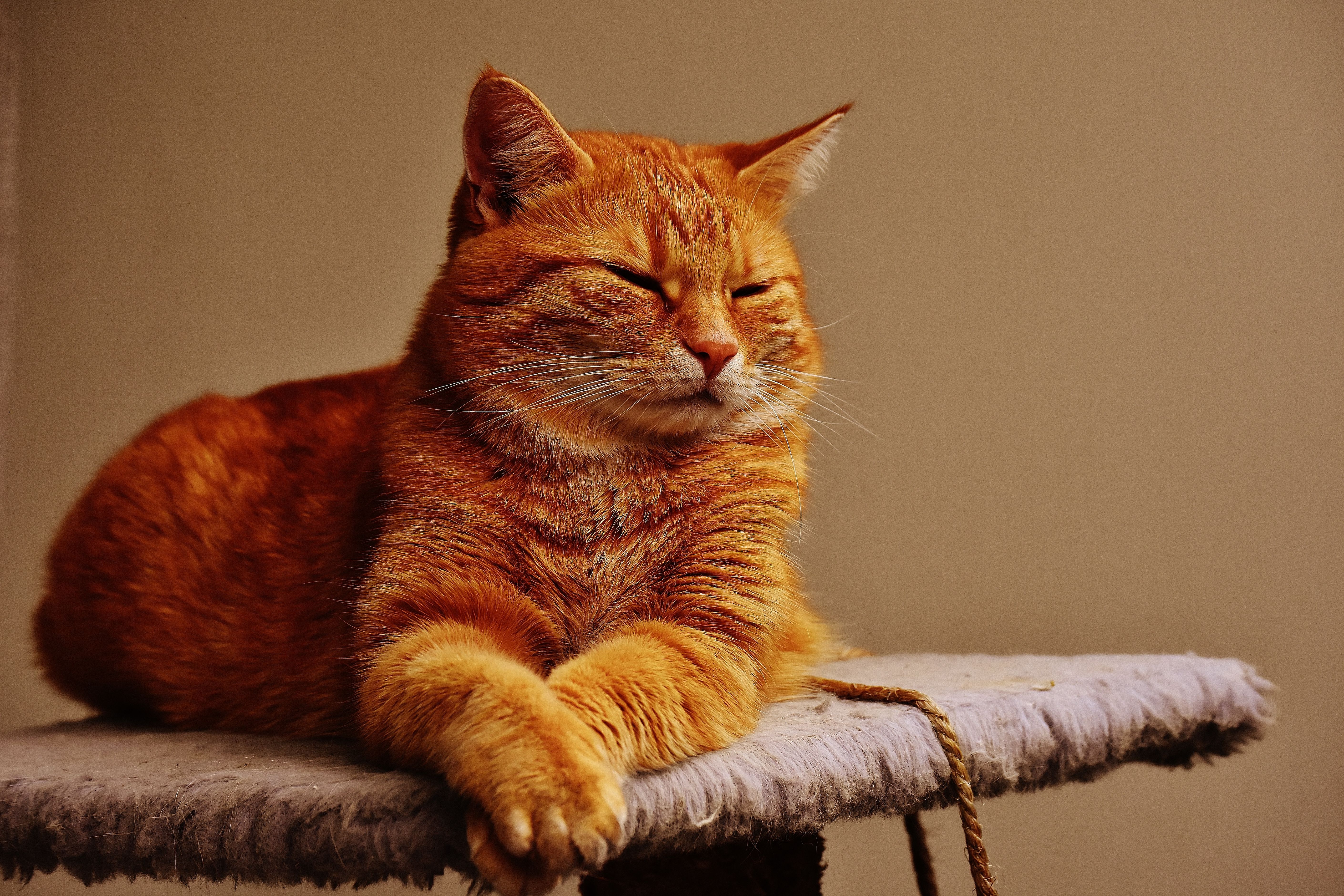 фото грустного рыжего кота