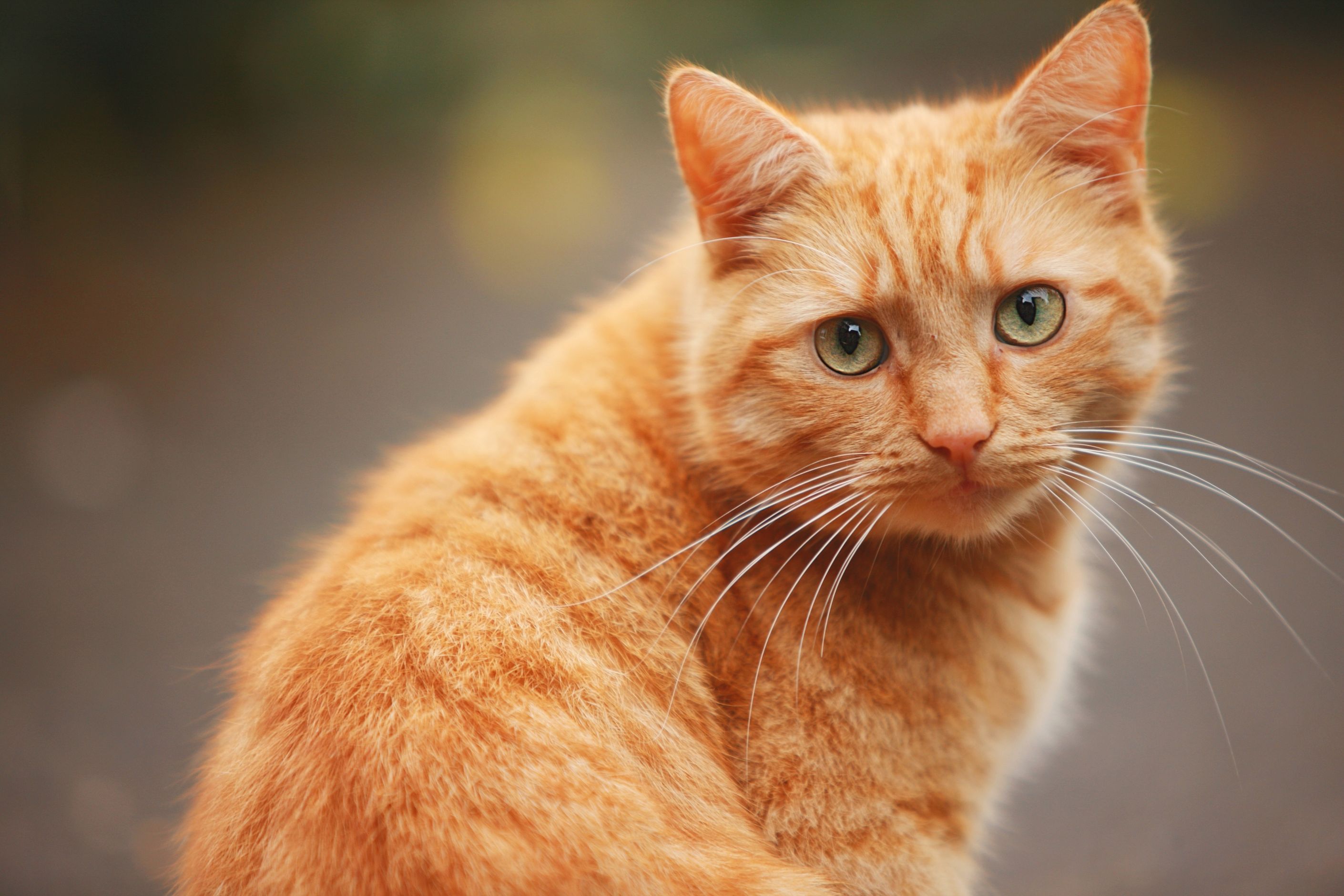 Анатолийский кот рыжий